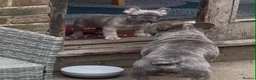 French Bulldog dogs for sale: Grey French Bulldog puppy  in Lewes - Advert 4