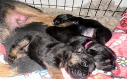 Border Terrier dogs for sale: Beautiful Border Terrier Pups - Image 9