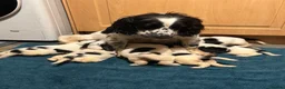 Cocker Spaniel dogs for sale: Cocker spaniel puppies Ready to leave now! in Preston - Advert 1