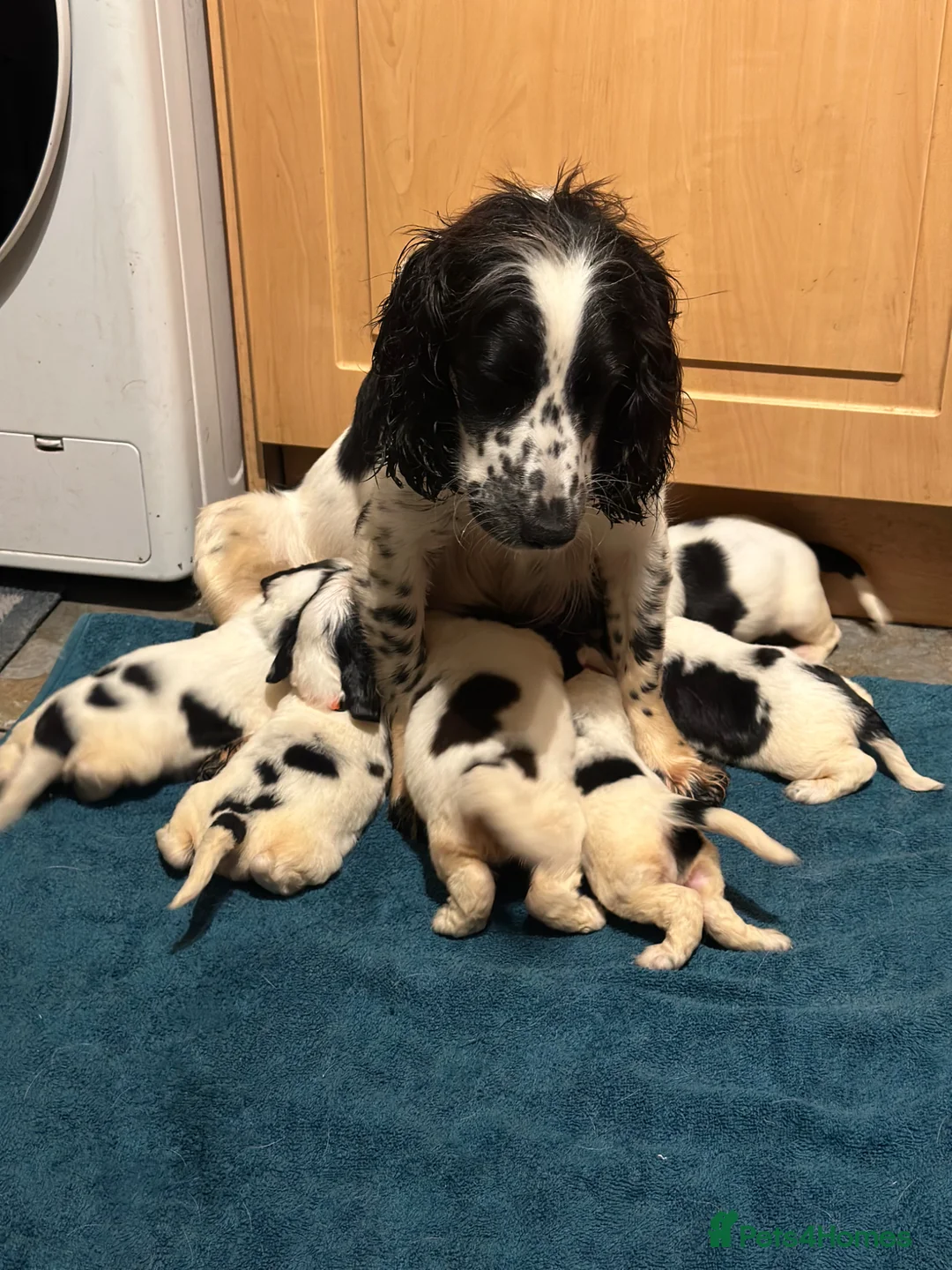 Cocker Spaniel dogs for sale: Cocker spaniel puppies Ready to leave now! in Preston - Advert 1