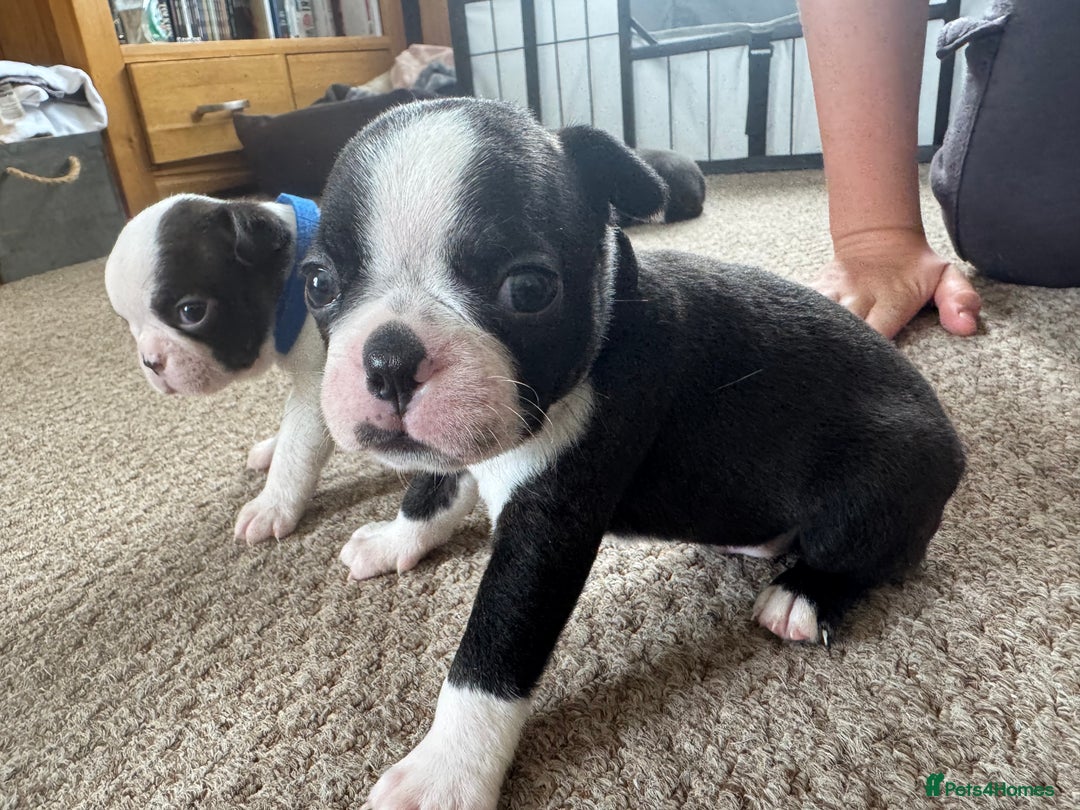 Boston Terrier dogs for sale: Beautiful Boston Terrier Puppies for Loving Homes - Image 18