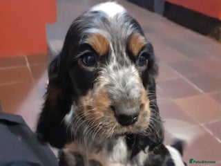 Cocker Spaniel dogs Show Cocker Spaniels KC reg. - Advert 8