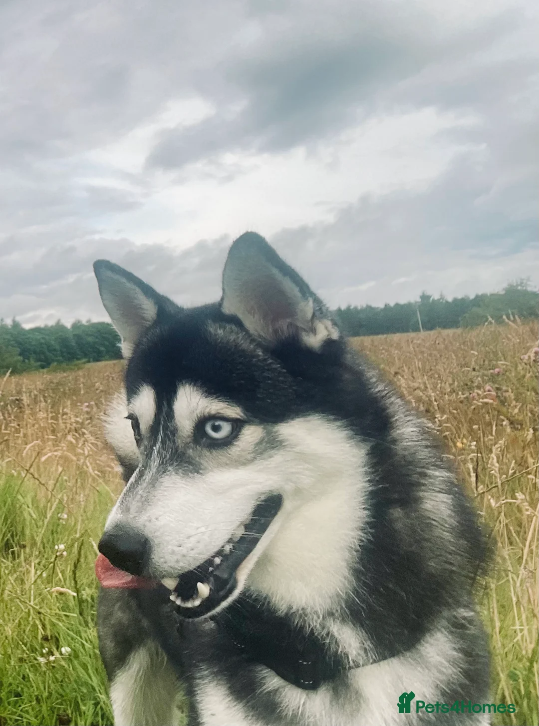 Pomsky dogs for stud: Beautiful F2 bi-eyed Pomsky for STUD  - Advert 2