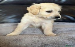 Golden Retriever dogs for sale: 7 kc golden retrievers left  - Image 14