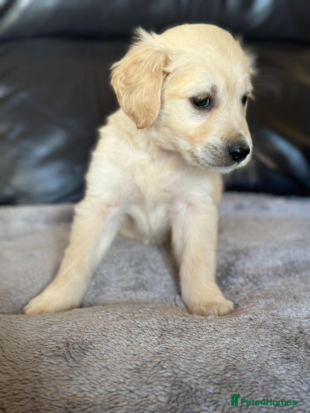 Golden Retriever dogs for sale: 7 kc golden retrievers left  - Image 14
