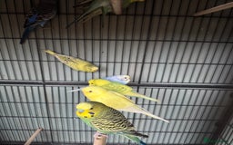 Budgerigars birds for sale: Baby budgies for sale - Advert 2