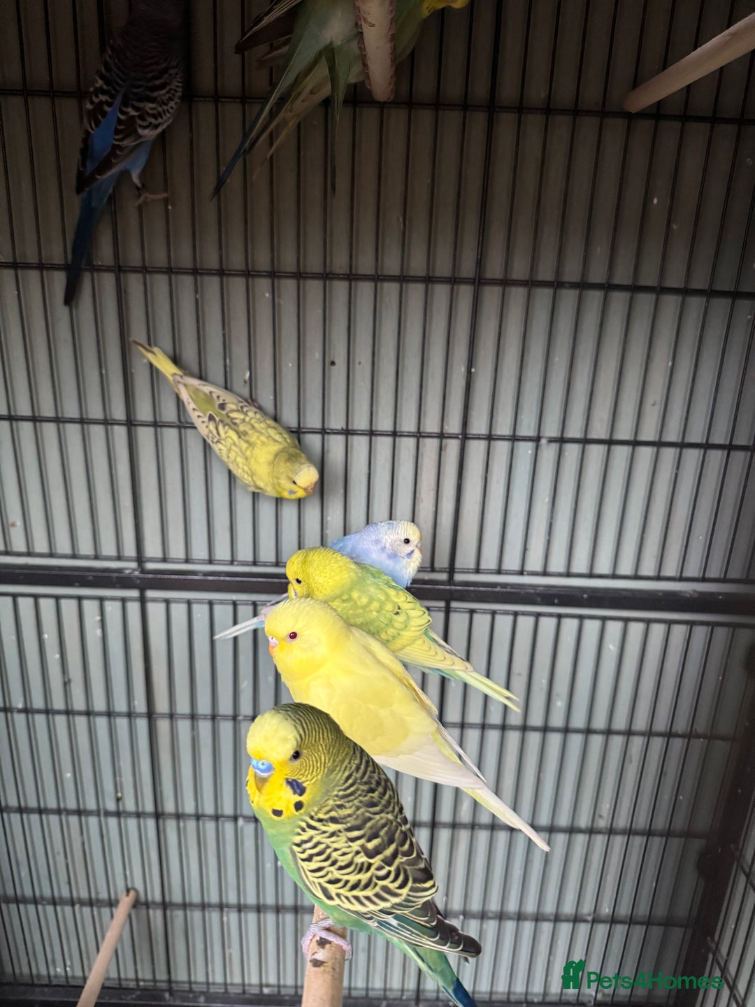 Budgerigars birds for sale: Baby budgies for sale - Advert 2