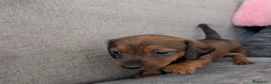 Miniature Dachshund 4