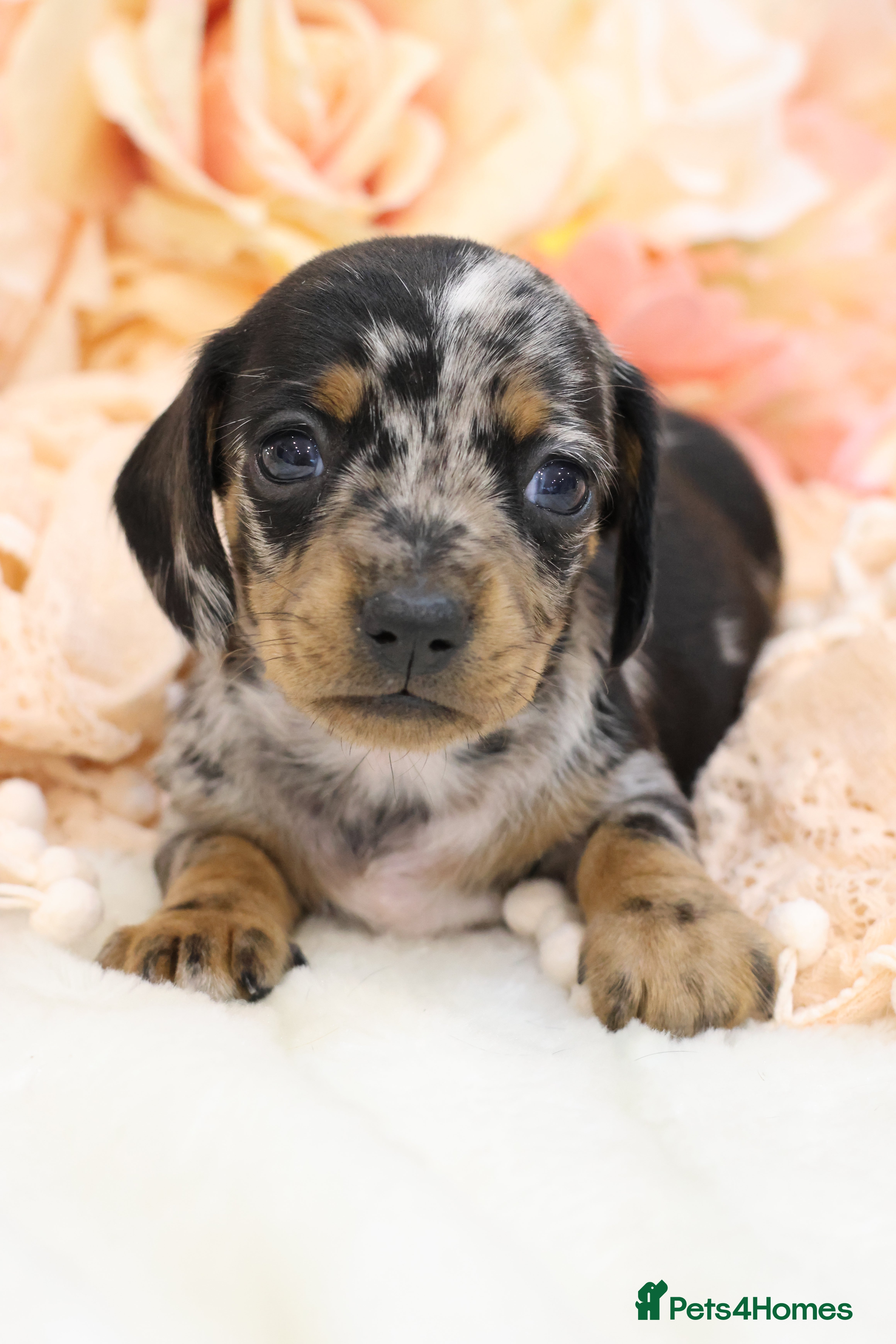 Miniature Dachshund dogs KC Miniature Dachshund Puppies - Advert 2