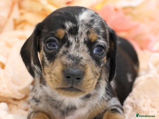 Miniature Dachshund dogs KC Miniature Dachshund Puppies - Advert 5