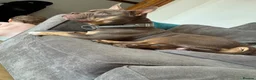 American Bully dogs for sale: Pocket bully  - Advert 8