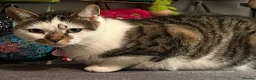 Mixed Breed cats for sale: Strawberry is looking for her forever home - Advert 2