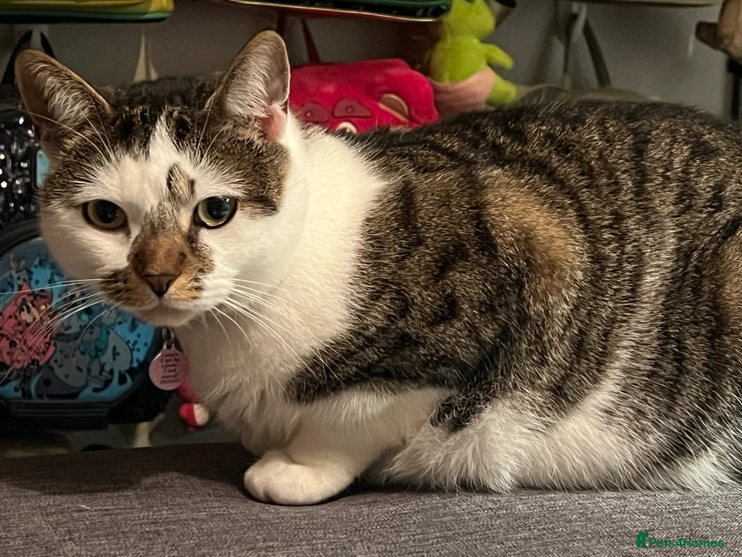 Mixed Breed cats for sale: Strawberry is looking for her forever home - Advert 2