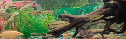 Cichlids fish for sale: Rare Bocourti X Red Parrot Hybrid juvenile  - Advert 2