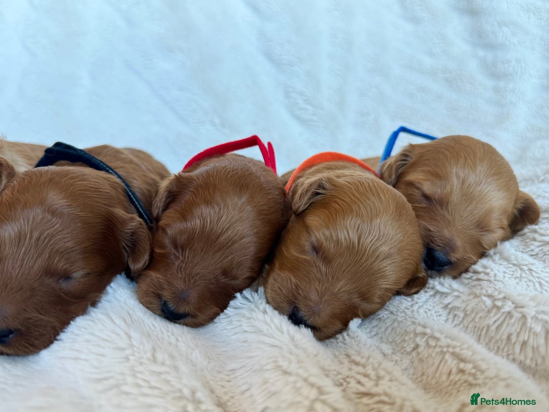 Cavapoo dogs for sale: Beautiful Red F1b Cavapoo Puppies - Image 5