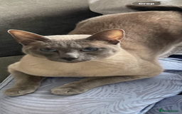 Siamese cats for sale: Blue Point Siamese Cat Looking for a New Home 💙 - Image 1