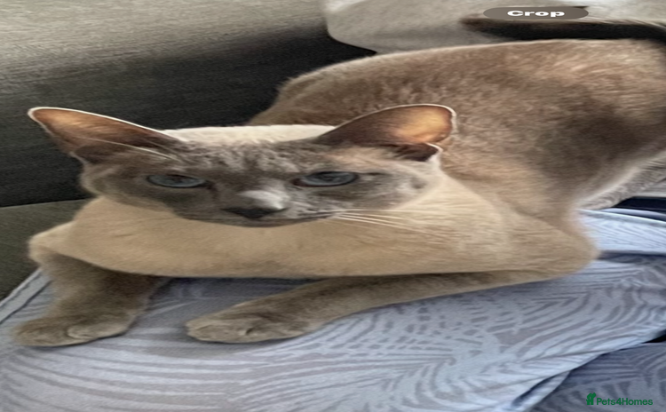 Siamese cats - Advert 3