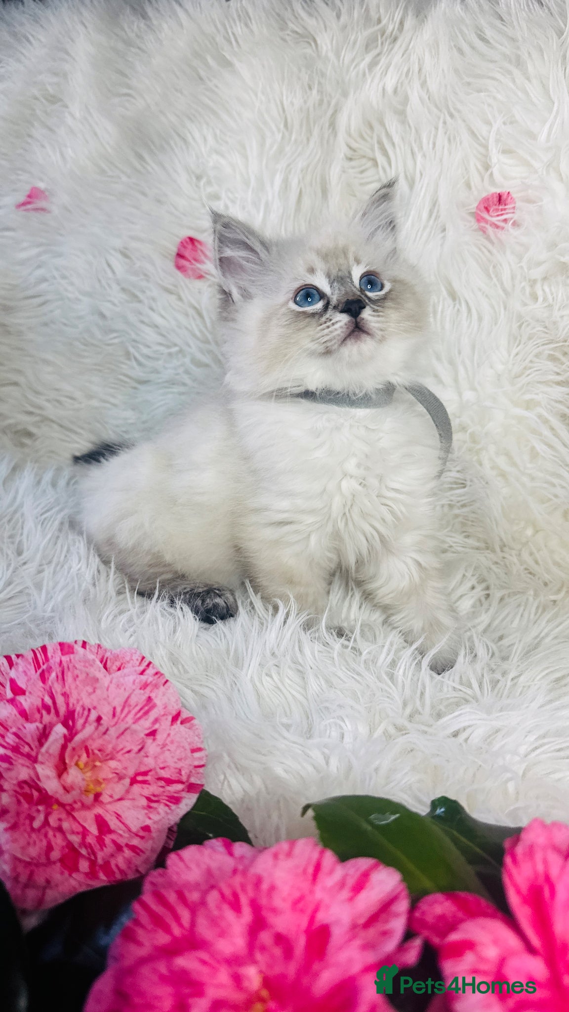 Ragdoll cats Pure Ragdoll Seal/blue point Lynx kittens - Advert 16