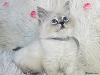 Ragdoll cats Pure Ragdoll Seal/blue point Lynx kittens - Advert 16