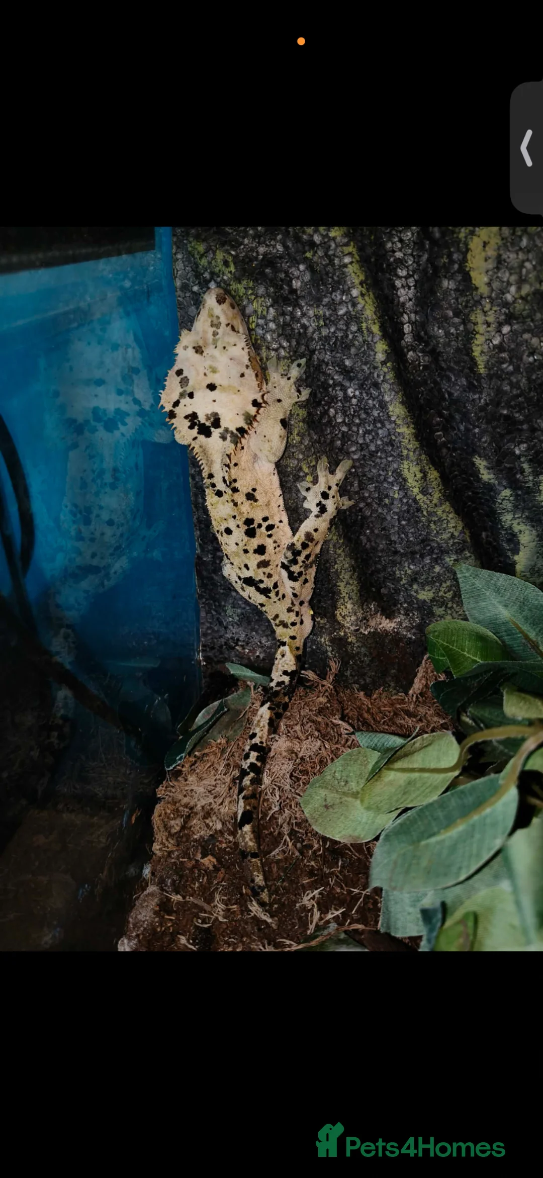 Gecko reptiles for sale: Dalmation Crested Gecko (4 years old) in Plymouth - Advert 4