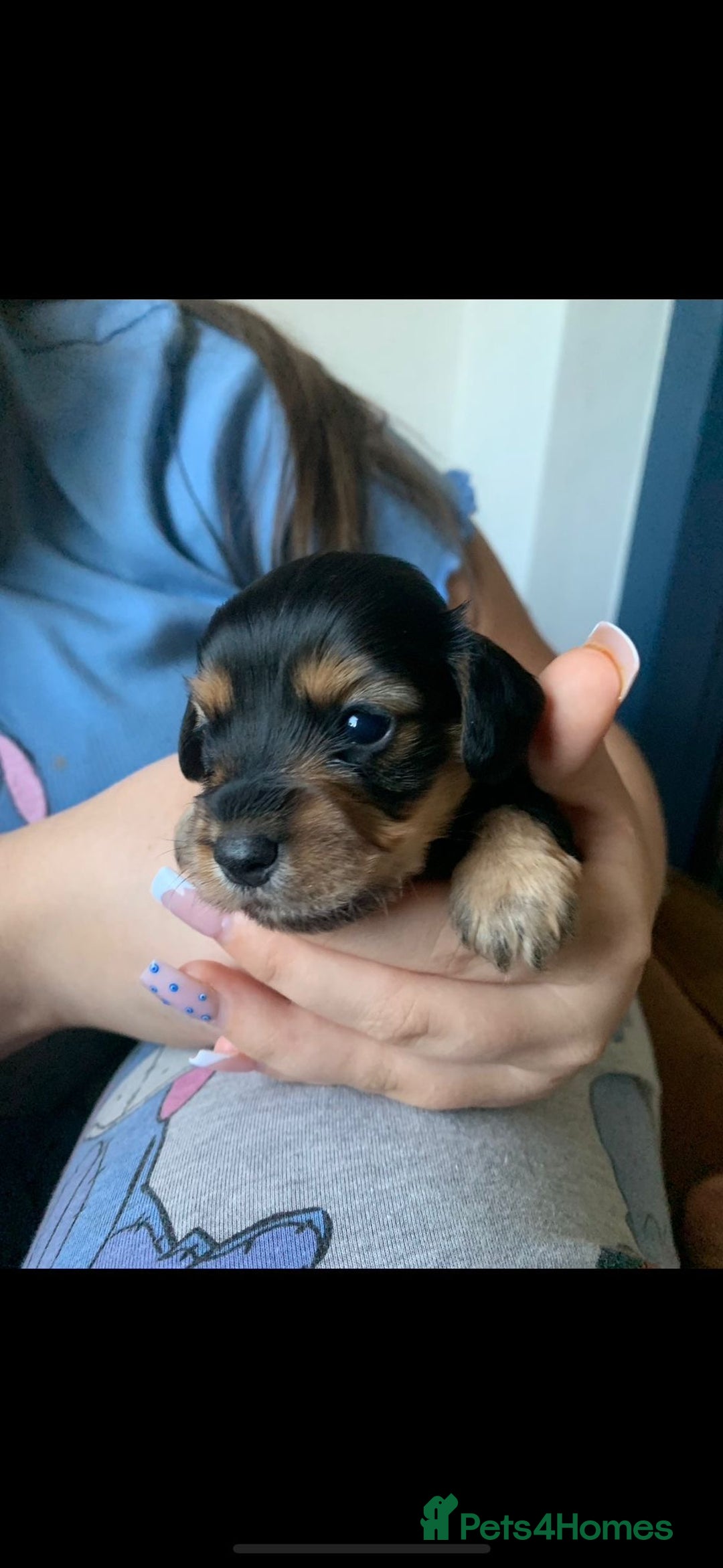 Dachshund dogs for sale: 🐾 Beautiful Dachshund Puppies - Image 2