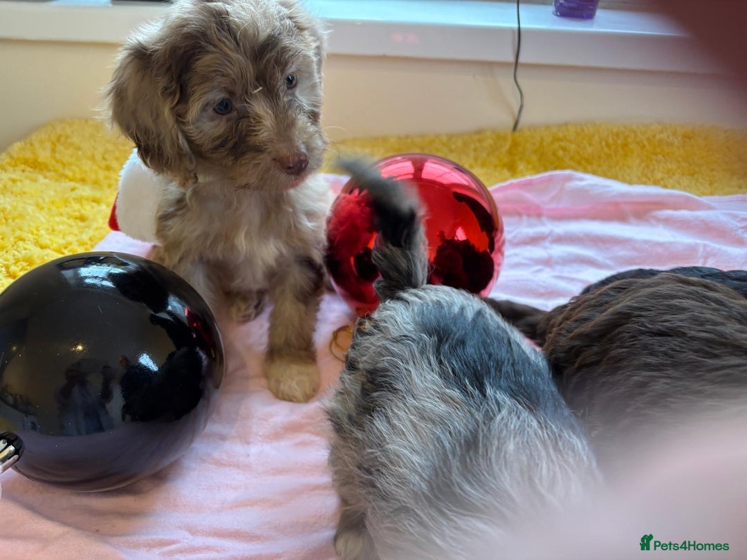 Cockapoo dogs for sale: Cockapoo puppies  - Advert 9