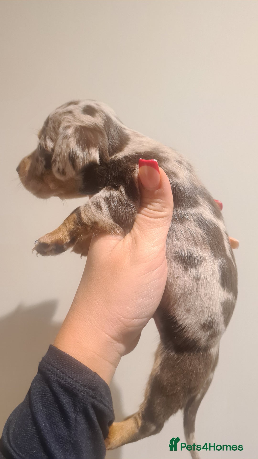 Miniature Dachshund dogs for sale: Beautiful bundle of boy mini daxies  - Advert 17