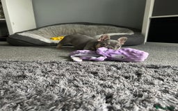 French Bulldog dogs for sale: *READY TO LEAVE* stunning lilac/tan girl frenchie - Image 36
