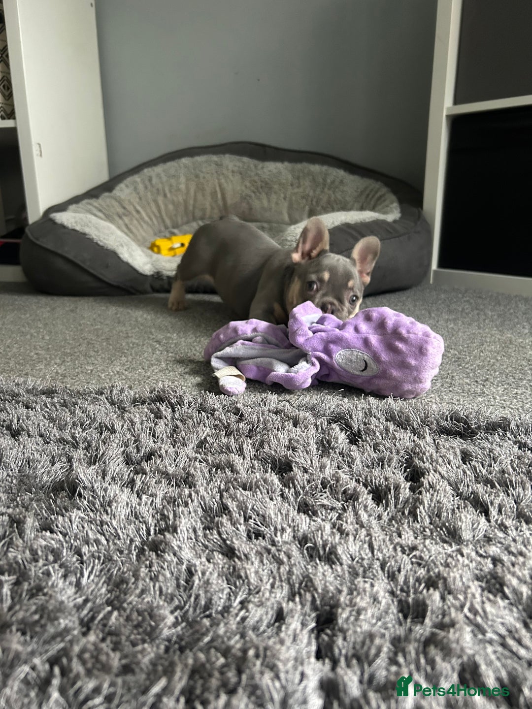 French Bulldog dogs for sale: *READY TO LEAVE* stunning lilac/tan girl frenchie - Image 36