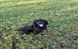 Cocker Spaniel dogs for sale: Cocker spaniel puppies  - Image 8