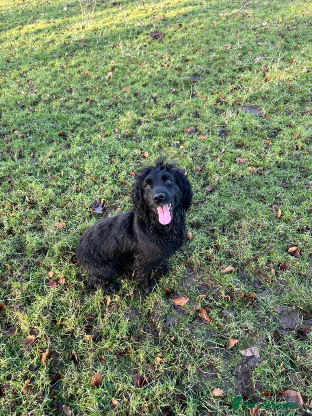 Cocker Spaniel dogs for sale: Cocker spaniel puppies  - Image 8