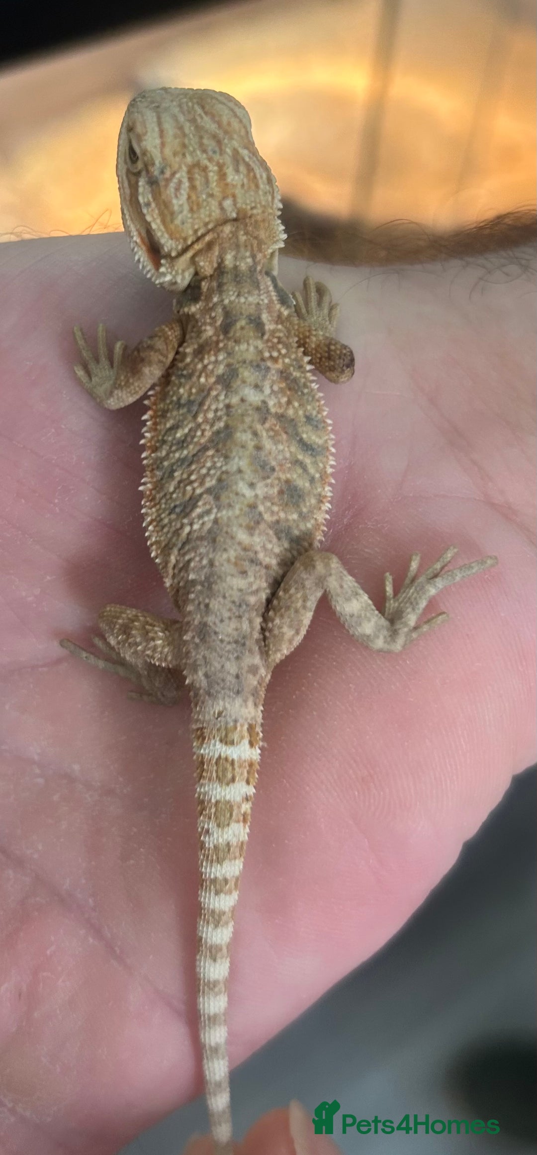 Bearded Dragon reptiles for sale: 15 Baby dearded dragons - Image 12