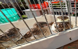 Canaries birds for sale: Canaries x5 Canaries  - Image 2