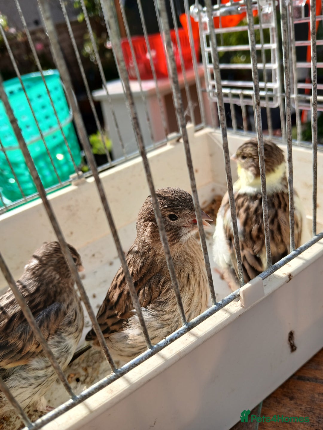 Canaries birds for sale: Canaries x5 Canaries  - Image 2