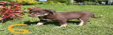 Mixed Breed Puppy 6