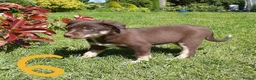 Mixed Breed dogs for sale: Collie × Kelpie pups near Cowbridge  - Advert 3