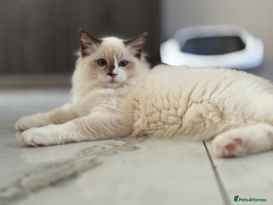 Ragdoll cats for sale: TICA DNA tested 5 Gen Pedigree  - Image 23
