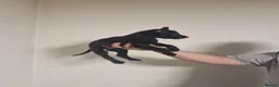 Belgian Shepherd Dog dogs for sale: Dutch Herder puppies in Bargoed - Advert 4