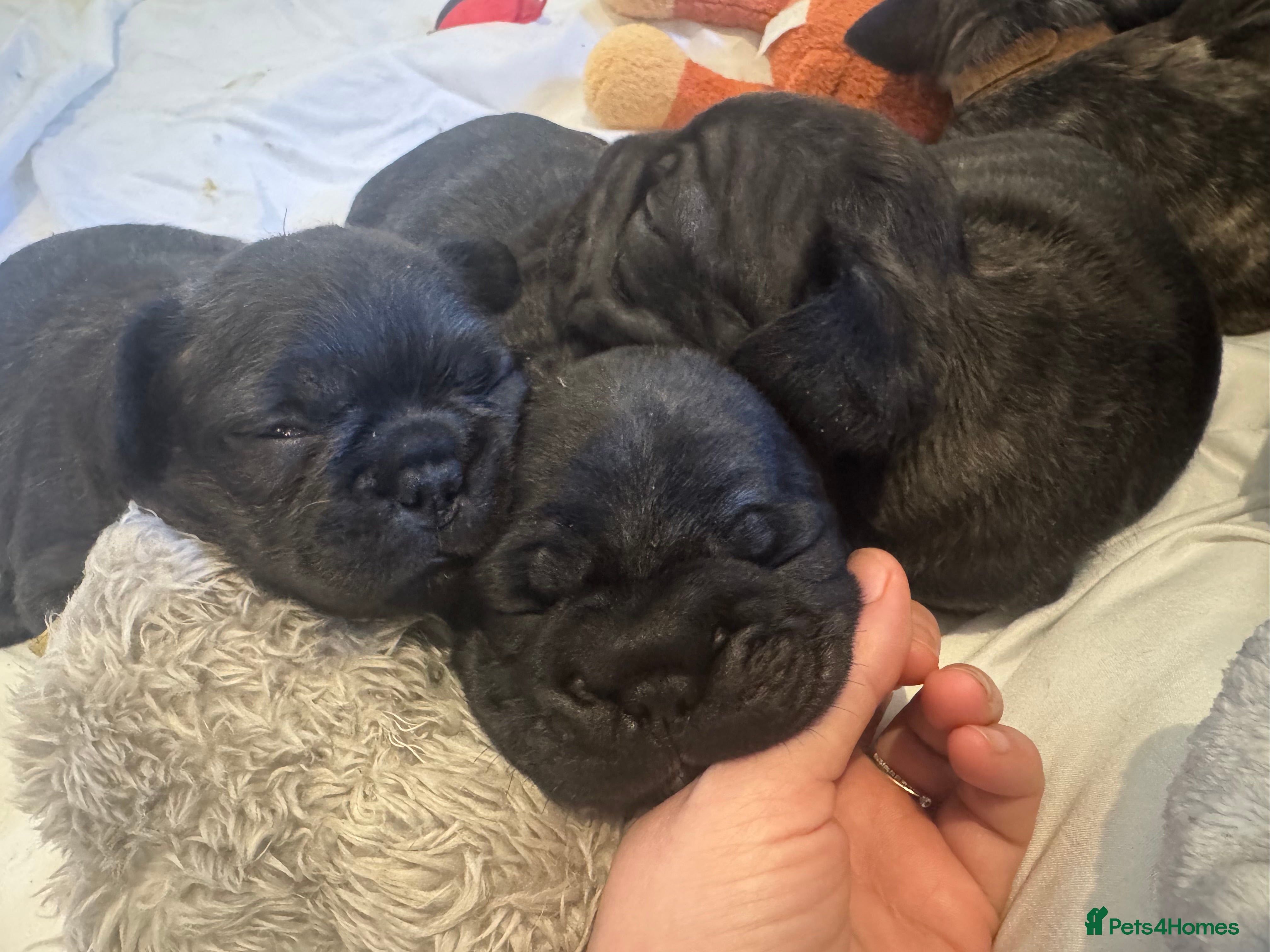 French Bulldog dogs  **  fluffy/wirehair French bulldogs   - Advert 15