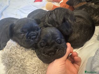 French Bulldog dogs ** fluffy/wirehair French bulldogs - Advert 17