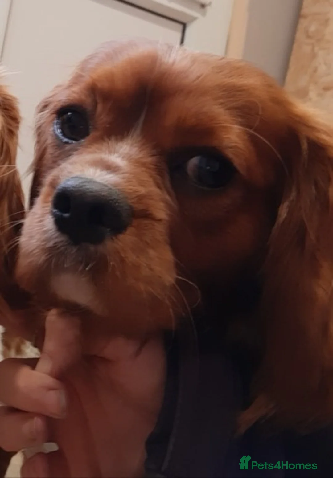 Cavalier King Charles Spaniel dogs for stud: Fully health tested kc ruby boy in Wisbech - Advert 2