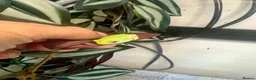 Frog reptiles for sale: Various dart frogs and tree frogs  - Advert 20