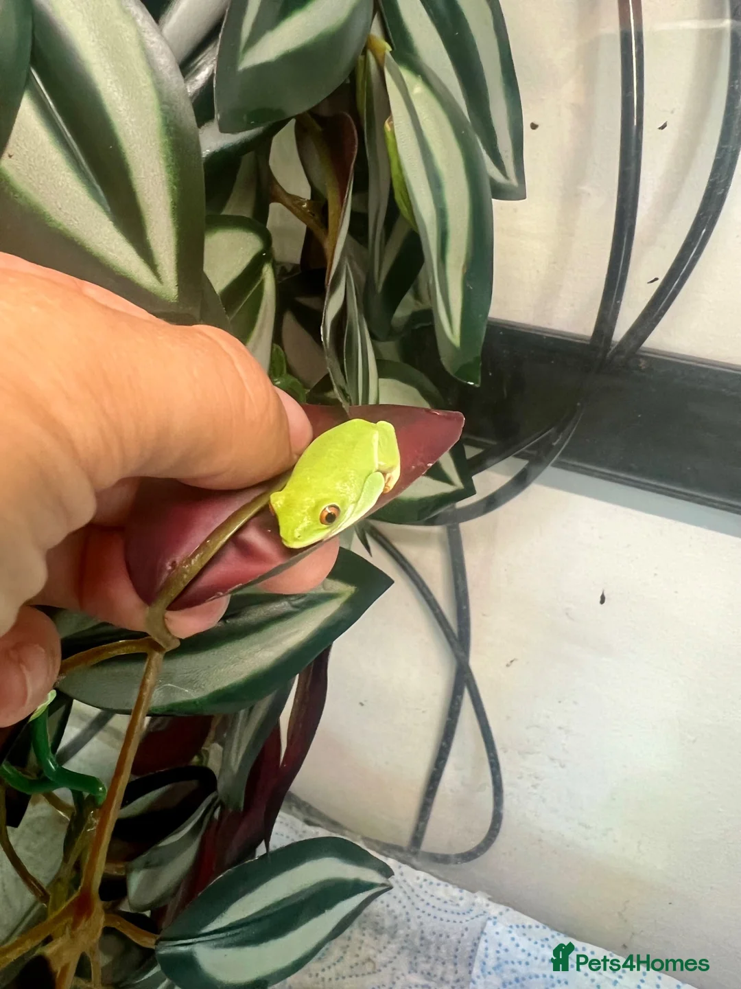 Frog reptiles for sale: Various dart frogs and tree frogs  - Advert 20