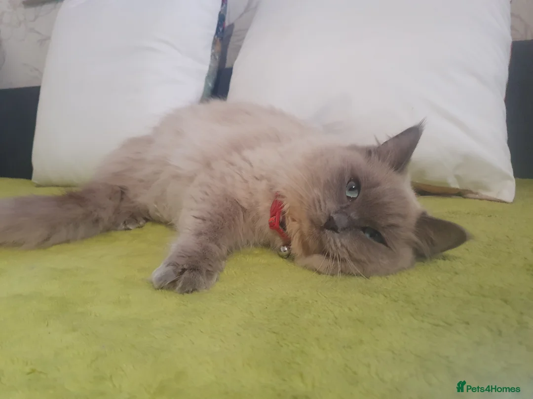 Ragdoll cats for sale: Sweet&Playful ragdolls - Advert 30