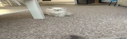 Ragdoll cats for sale: Ragdoll kitten  in London - Advert 1