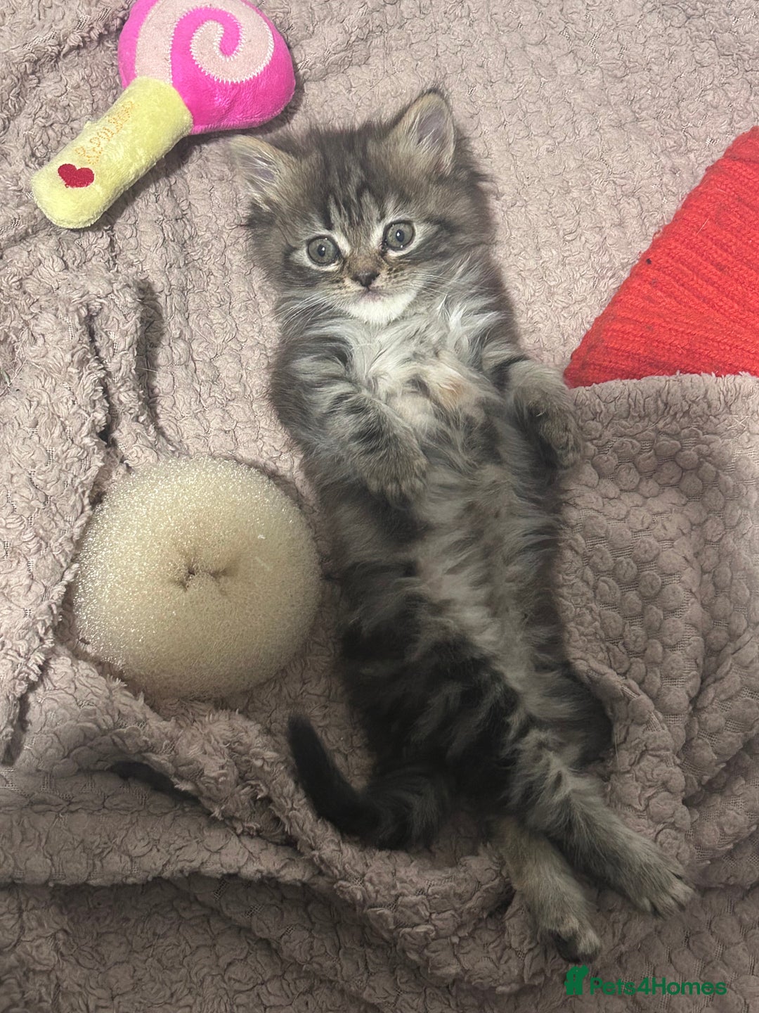 Persian cats for sale: Single female persian - Advert 4