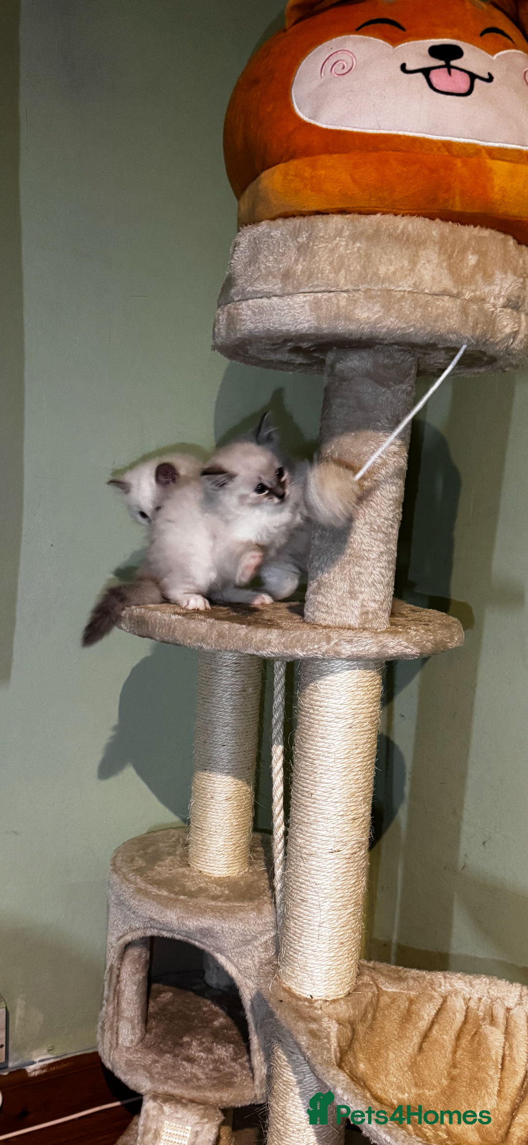 Ragdoll cats for sale: Adorable ragdoll kittens - Image 19