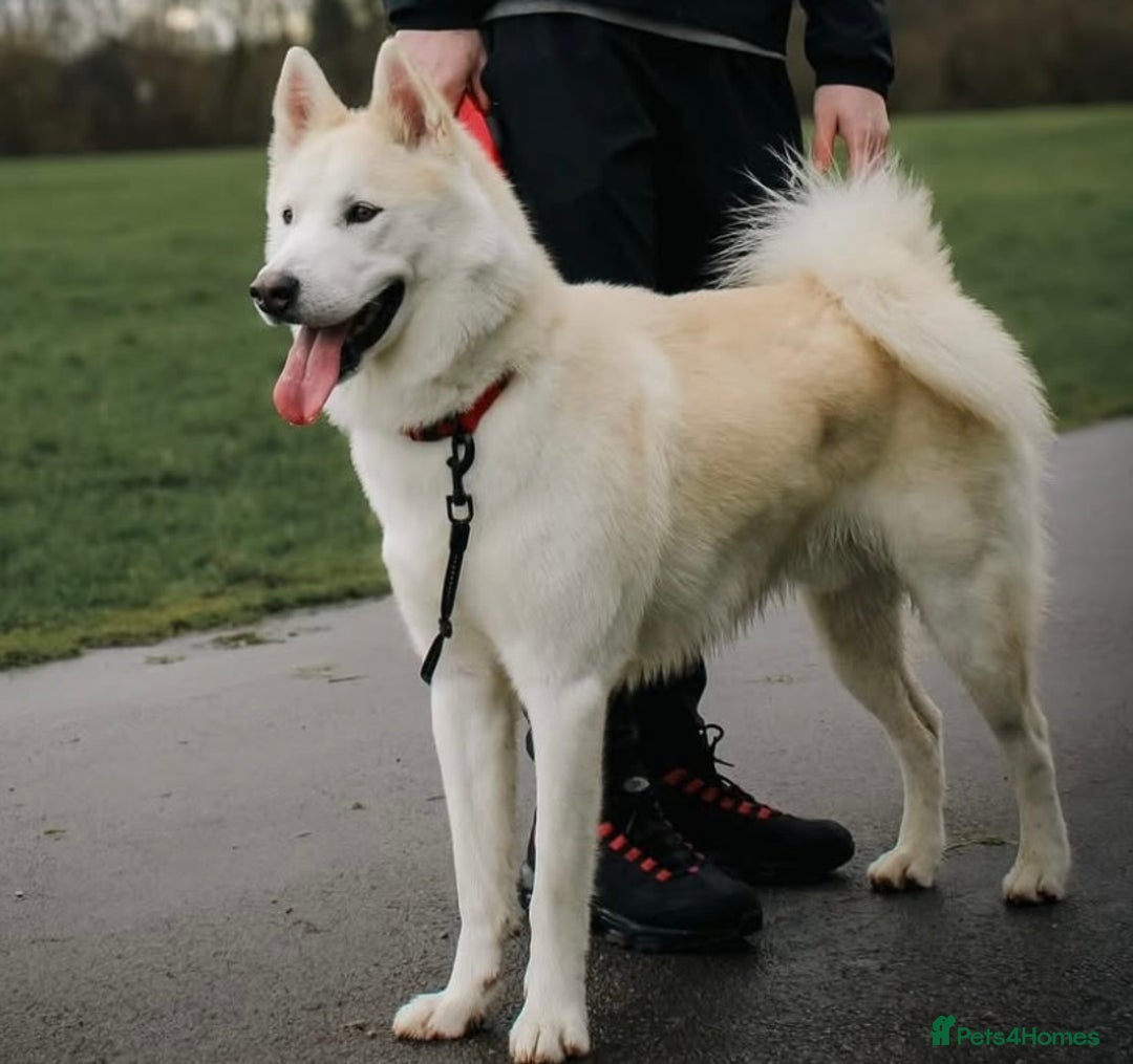 Huskita dogs for sale: Huskita Rehoming - Image 4