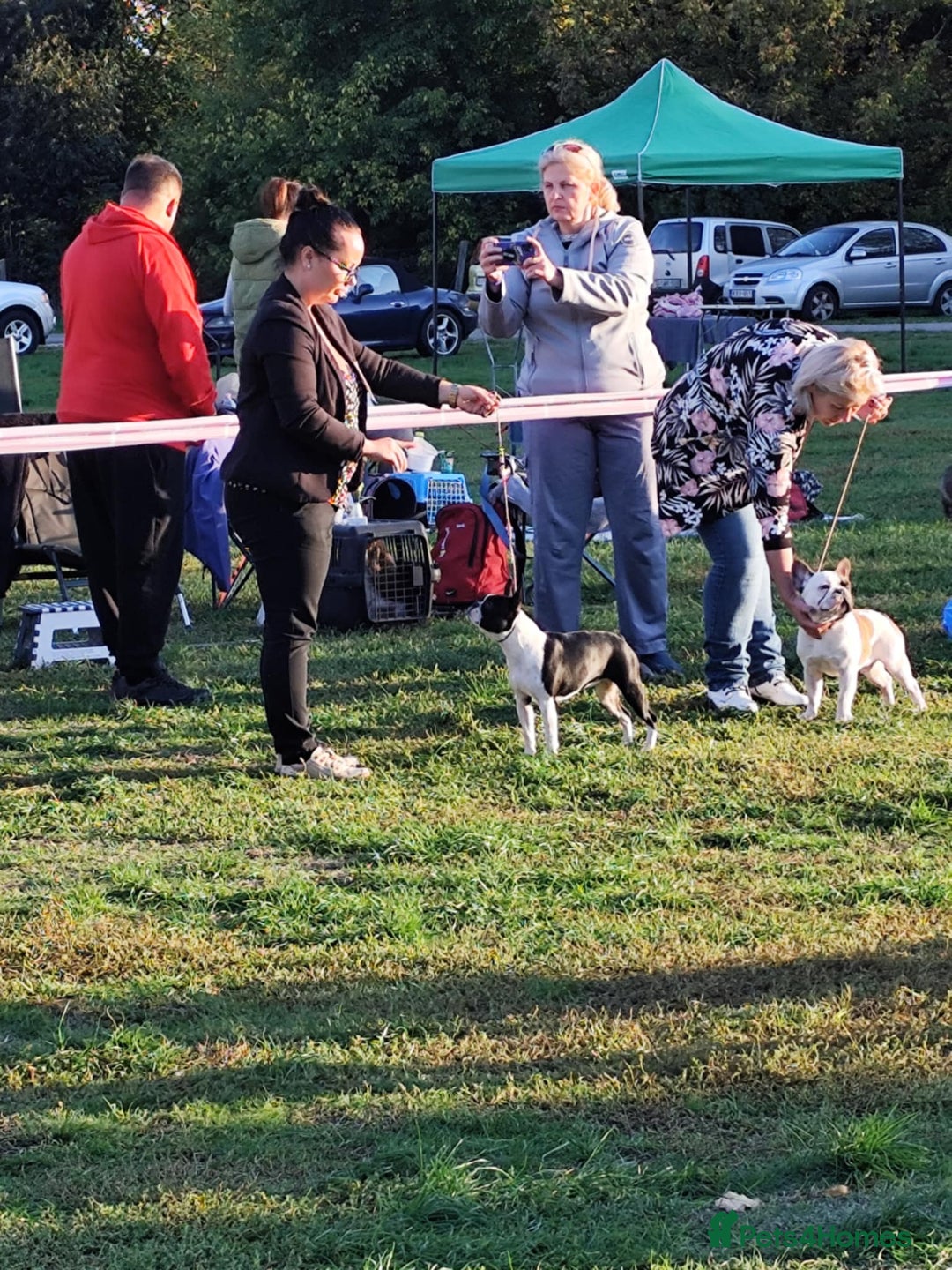 Boston Terrier dogs for sale: Boston terrier puppies - Advert 12