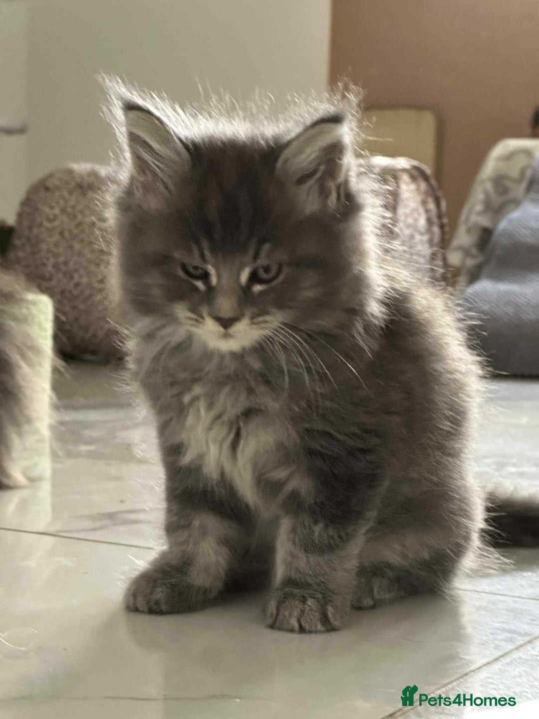 Maine Coon cats for sale: Stunning Mainecoon Kittens - Image 28